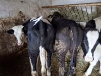 بقرة, Russian Black pied cattle — الصورة 8
