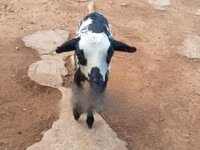 Billy Goat, Goats — photo 2