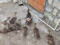 Ducks — Foto 5