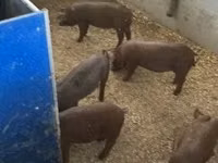 Schweine (Partie, Geschlecht nicht angegeben) — Foto 1