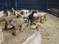 भेड़, Katum sheep — फ़ोटो 2
