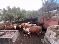 Bull, Red-spotted breed — photo 6