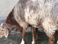 मेढ़ा, Rhon sheep — फ़ोटो 2
