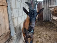 Billy Goat, Italian Alpine goat — photo 1