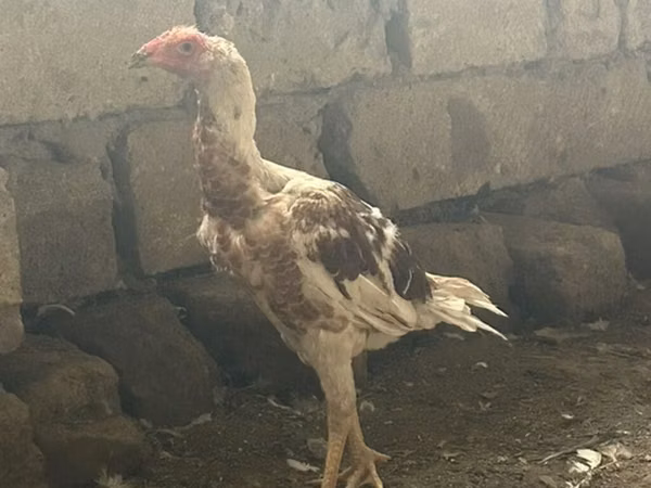 بايد