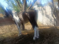 Horse (M), French Trotter — photo 3