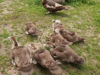 Ducks — photo 3
