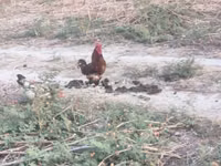 Chickens — Foto 4