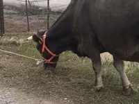 गाय, अलाताऊ नस्ल — फ़ोटो 3