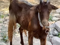 母山羊, Goats — 照片 1