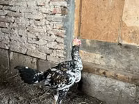 Chickens — photo 6