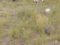 Sheep (batch, sex not specified), Sheep — photo 1
