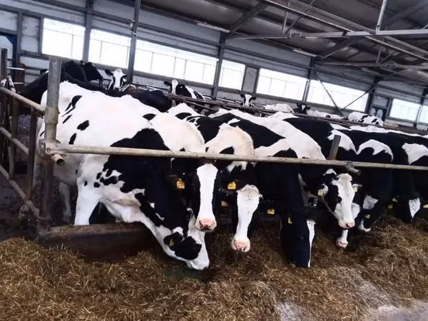 Kuh, Holstein-Rasse