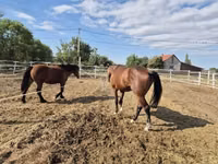 Caballo, Caballos — foto 6