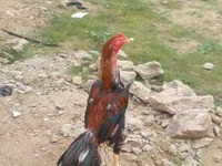 Chickens — الصورة 3