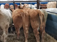 Rinder (Partie, Geschlecht nicht angegeben), Charolais cattle — Foto 4