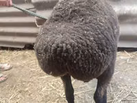 Sheep, Saryarka sheep — photo 3
