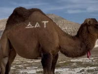 ऊँटनी, Kazakh Bactrian camel — फ़ोटो 2