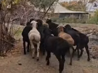 Ram, Sheep — photo 1