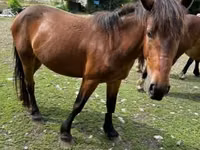 Stute, Međimurje horse — Foto 6