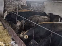 Bull, Karaku — photo 2