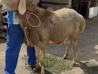 نعجة, Baerchuke sheep — الصورة 2