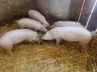 Säue, Schweine — Foto 3