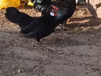 Bantam — Foto 1