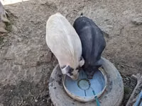 Schweine (Partie, Geschlecht nicht angegeben) — Foto 2