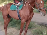 Hengst, Trakehner — Foto 5