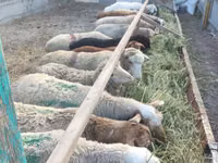 भेड़, Tian-Shan semifinewool sheep — फ़ोटो 3