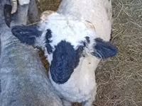 Ram, Valais Blacknose sheep — photo 1
