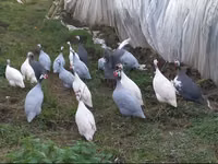 Chickens — 照片 2