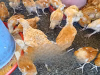 Chickens — foto 2