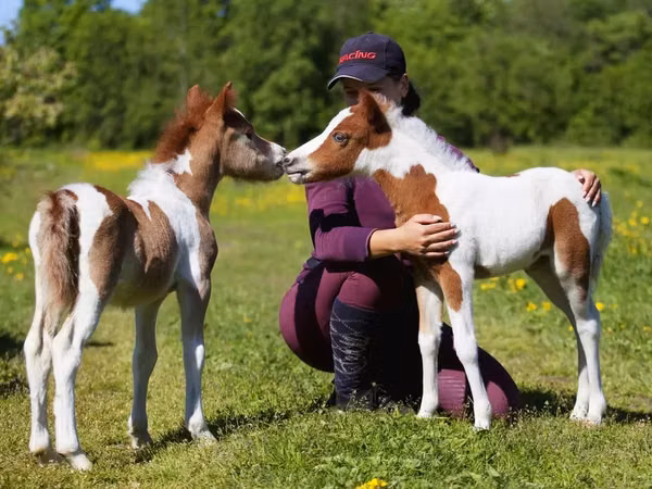 公马, American shetland pony