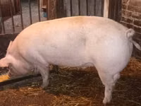 Schweine (Partie, Geschlecht nicht angegeben) — Foto 6