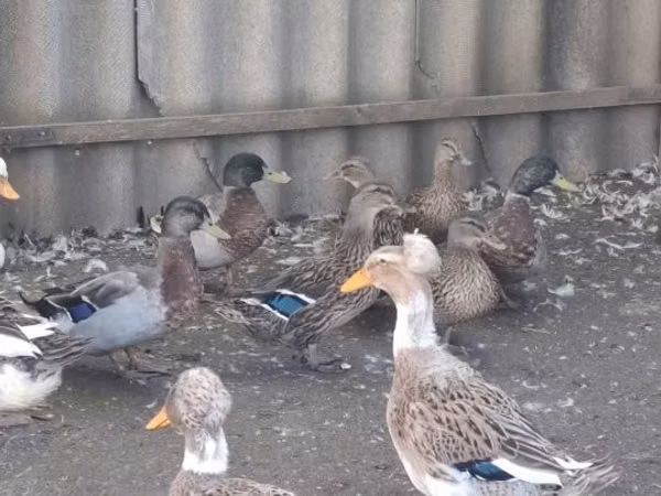 Ducks