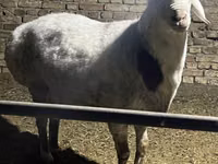 Ram, Afghan Arabi sheep — photo 1