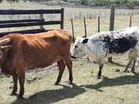 母牛, Nguni cattle — 照片 3