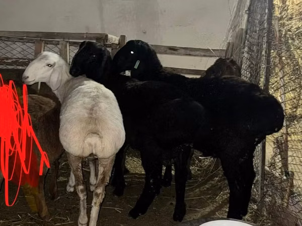 Ram, Sheep