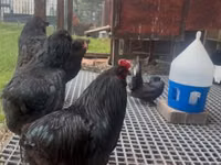 Araucana — photo 4