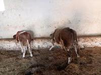 Bulle, Simmental cattle — Foto 1