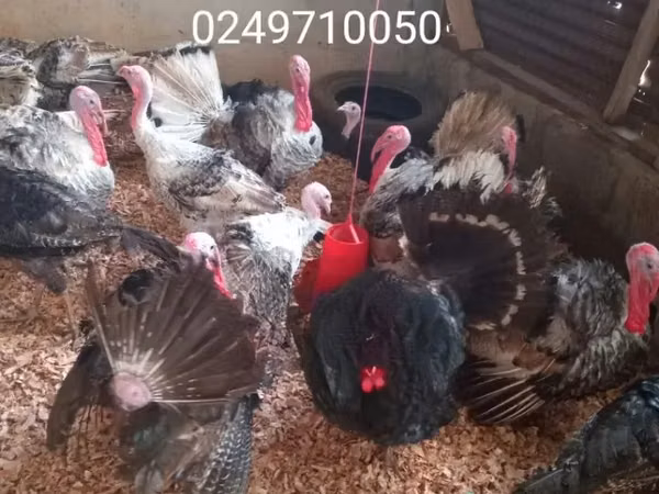 Turkeys