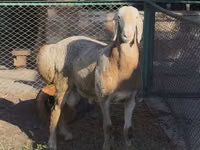 Ram, Arashan sheep — photo 2