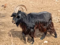 Goats (batch, sex not specified), Goats — photo 1