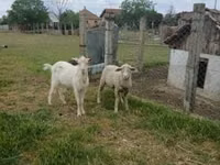 Ram, Merino sheep — photo 2