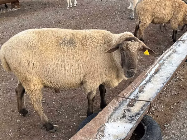 كبش, Hampshire sheep