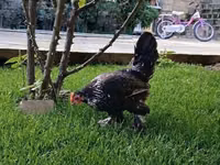 Chickens — الصورة 2