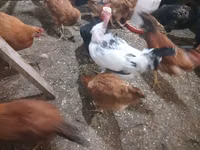 Chickens — 照片 8
