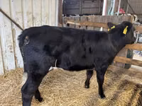 Kuh, Limousin-Kuh — Foto 5